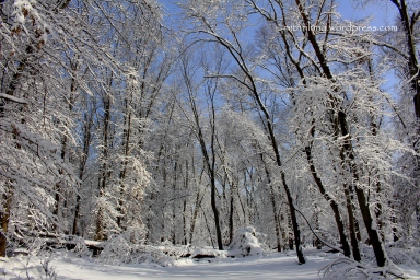 snowforest
