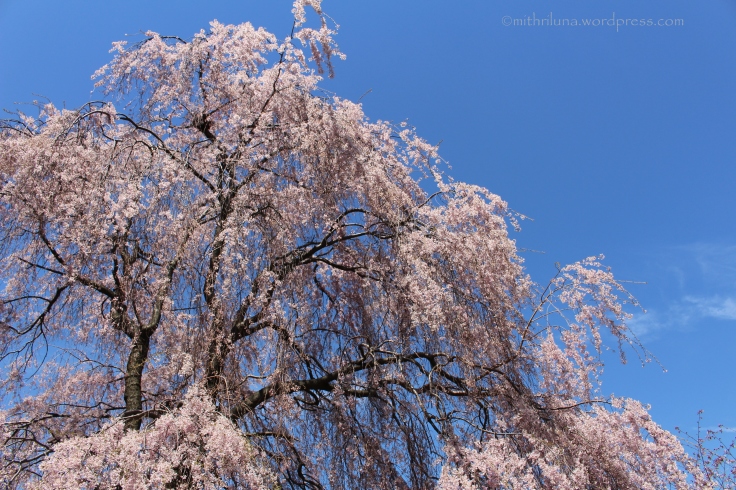 Weeping cherry tree, Branch Brook Park, Newark, NJ