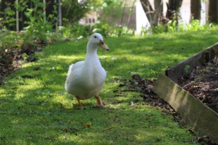 Neighbor's duck pays a visit