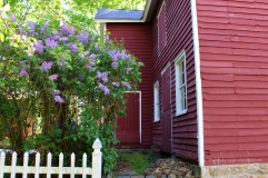 The red barn and lilacs (photo taken by my 23 year old daughter)