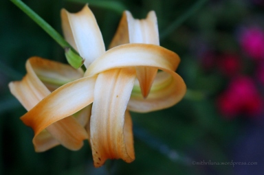A delicate daylily