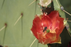 Prickly pear cactus bloom - Desert Botanical Garden
