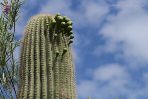 Saguaro about to bloom - Desert Botanical Garden