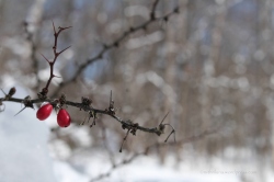 Berries in the snow, NJ