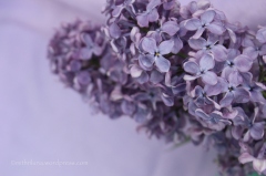 Mother's Day Lilacs