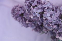 Mother's Day Lilacs