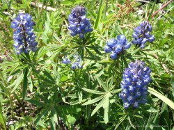Wild Lupine in Wyoming