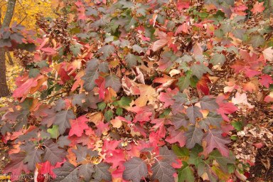 Oak leaf hydrangea